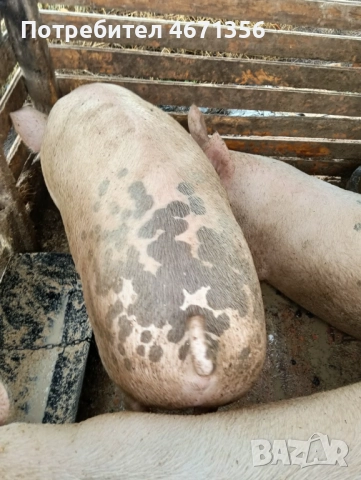 Продавам 3 мъжки скопени прасета , снимка 3 - За селскостопански - 52682479