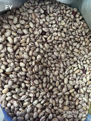 Родопски Шарен Боб !, снимка 6 - Домашни продукти - 49485660