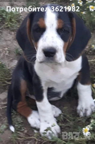 гонче се подарява , снимка 1