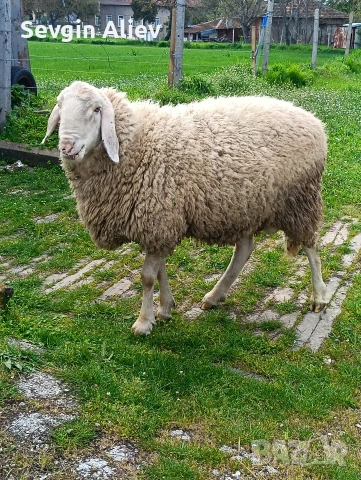 Продавам коч, снимка 2 - Овце - 54302550