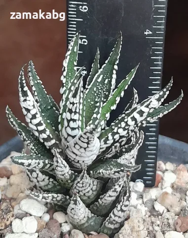 Хавортия (Haworthia White Zebra Haworthia Big Band Haworthia attenuata), сукулентно растение