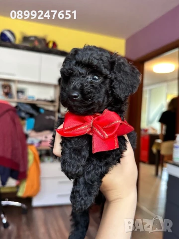 Пудел той , снимка 1