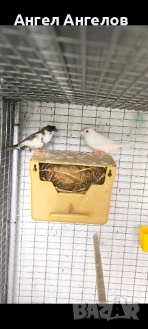 амадини,японки