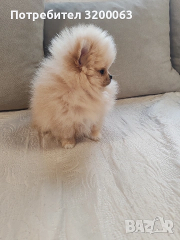 Мини померан мъжко, снимка 7 - Померан - 54032504