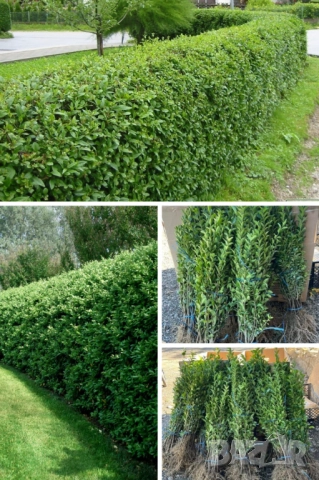 Лигуструм гол корен