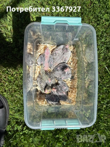 Ръчно хранени Корели , снимка 3 - Папагали - 54318649