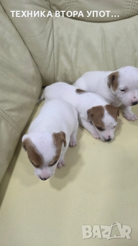 джак ръсел териер 3 броя женски, снимка 7 - Джак ръсел териер - 52885801