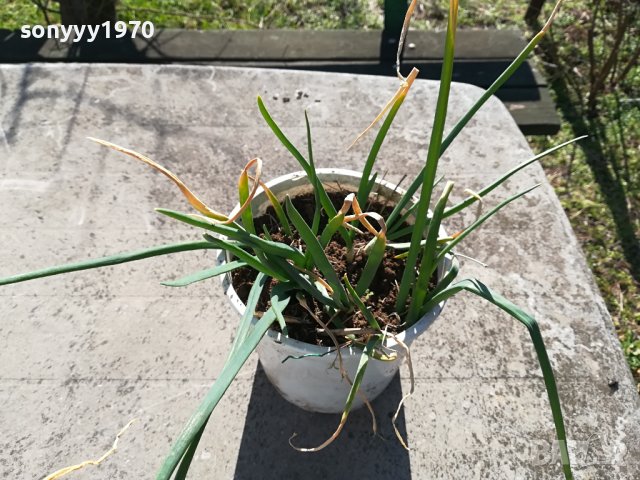 ЛУК-ЗА КОЛЕКЦИЯ ДЕКОР ЗА САЛАТАТА 2302240859, снимка 3 - Градински цветя и растения - 44428929