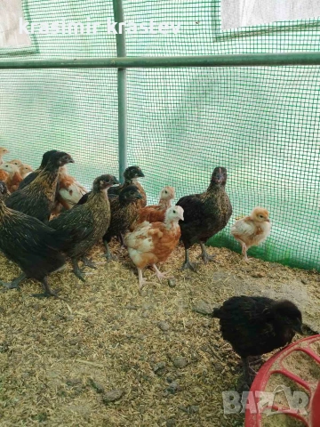 пиленца, пилета, носачки