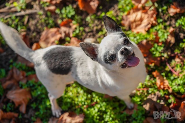Чихуахуа чистопороден мъжкар за разплод, снимка 12 - Чихуахуа - 20790772