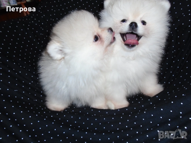 Продавам две мини померанчета момчета, снимка 3 - Померан - 52743914