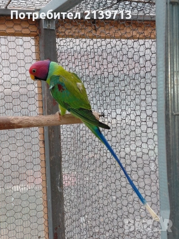 Продавам Сливоглав Александър, снимка 7 - Папагали - 54006558