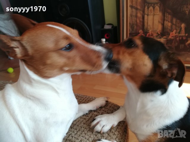 джакове в игра 1202211629