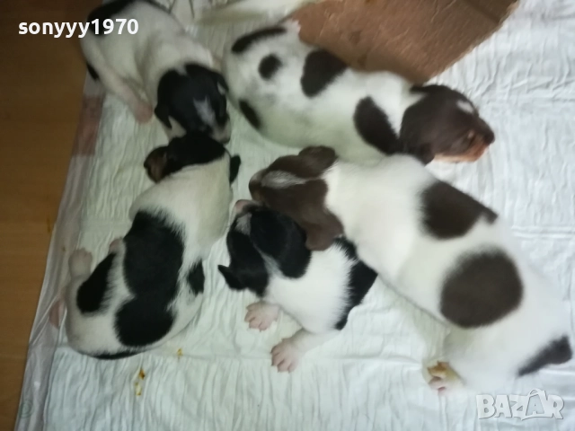 ДЖАК РЪСЕЛ БЕБЕТА-УНИКАЛНИ СЛАДУРИ 250ЛВ ЗА ЕДНО 3008251451, снимка 10 - Джак ръсел териер - 51543246