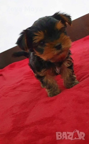 мини йоркширски териер, снимка 2 - Йоркширски териер - 53008463