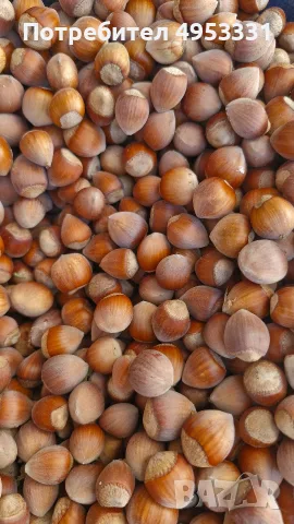 Лешници реколта 2026г., снимка 4 - Домашни продукти - 56136497