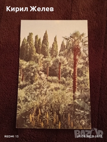 Ретро пощенски картички НИКИТСКИ БОТАНИЧЕСКИ ГРАДИНИ за КОЛЕКЦИЯ ДЕКОРАЦИЯ 7503, снимка 4 - Филателия - 51883333