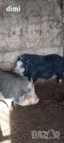 ВИЕТНАМСКО МЪЖКО ПРАСЕ  , снимка 2 - Прасета - 53474669