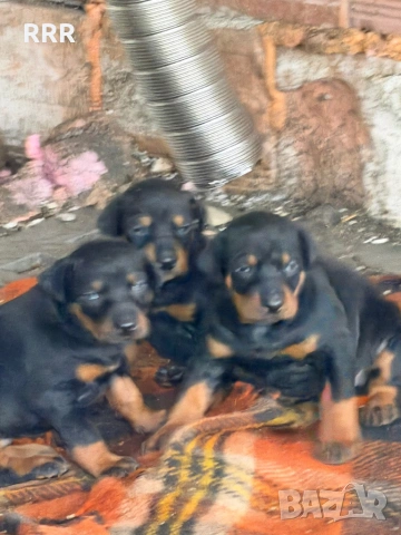 Доберман на 3 месеца ваксина и паспорт doberman