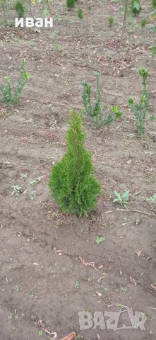 Източна туя Пролетна промоция, снимка 7 - Градински цветя и растения - 10099584