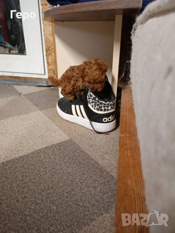 пудел той , снимка 10 - Пудели - 53322409