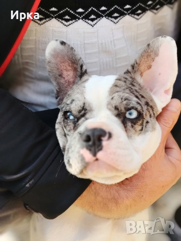 Френски булдогчета, снимка 11 - Френски булдог - 52464363