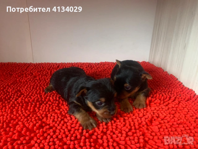 Мини и стандартни Йорки мъжки 35 дни и Супер мини Йорки мъжки 1,5 кг на две години, снимка 15 - Йоркширски териер - 53228272
