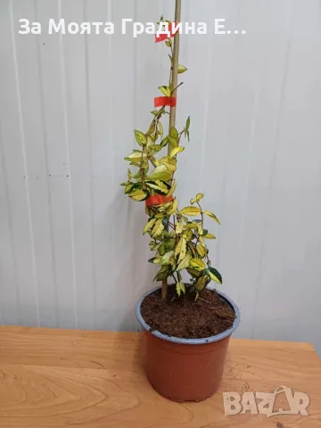 Жасмин , снимка 3 - Градински цветя и растения - 49761068