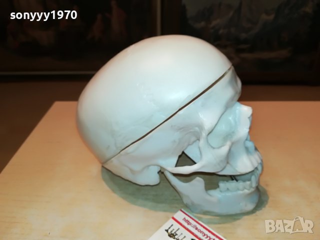 ЧЕРЕП-ВНОС ГЕРМАНИЯ 1806222011, снимка 8 - Колекции - 37127150