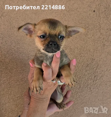Чихуахуа женски , снимка 4 - Чихуахуа - 56264411