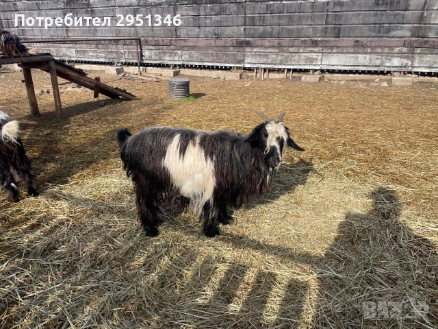 Бременна коза