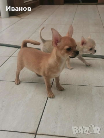 чихуахуа, снимка 3 - Чихуахуа - 49174975