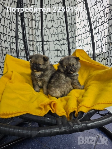 Померан, снимка 4 - Померан - 53323342