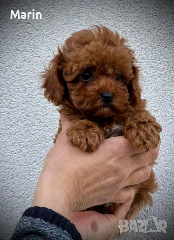 Продавам пуделче момче