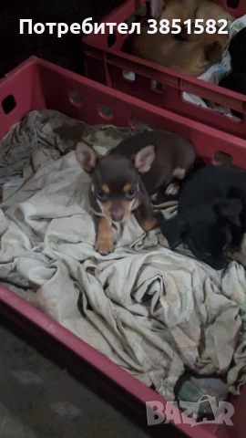 Пинчери и чихо-пинчери, снимка 4 - Пинчер - 53187817