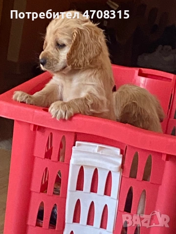 Кокер шпаньол карамел момче ваксина