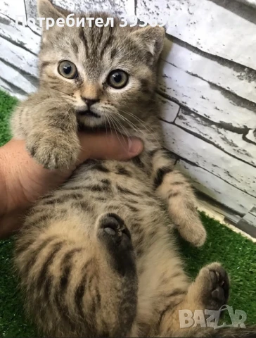 Късокосместо британче, снимка 1