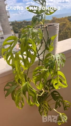 Мостера Monkey