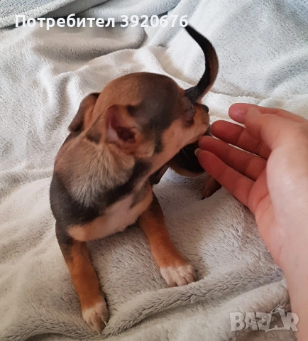 Пинчер - Чихуахуа, снимка 3 - Чихуахуа - 52921291