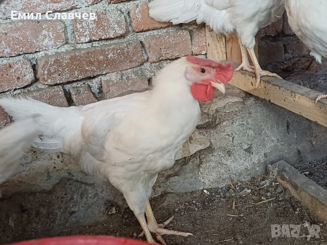 Продавам петлета бял Легхорн, снимка 2 - Кокошки и пуйки - 51583637