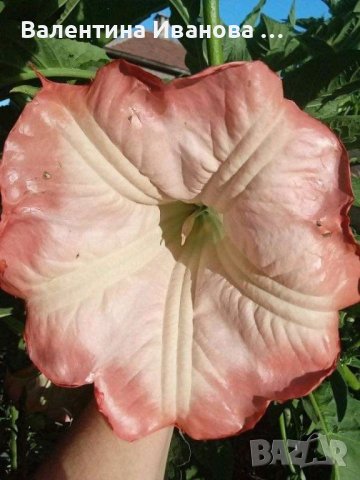 комплект оранжев, розов и бял ангелски тромпет , снимка 7 - Стайни растения - 42925583