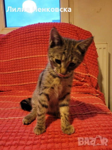 Подарява се тигрово котенце на три месеца, снимка 5 - Други - 52056954