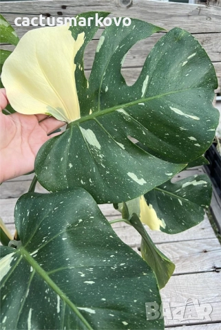 Monstera Thai Constellation, снимка 4 - Стайни растения - 51842638