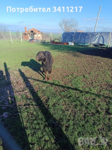 продавам пръч, снимка 6 - Кози - 52028404