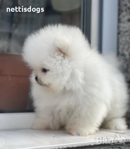 Истински мини померани с най късата муцунка с родословие!, снимка 4 - Померан - 35342823
