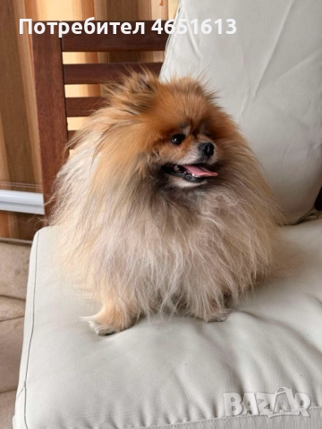 Породист мъжки померан търси своята половинка за разплод!