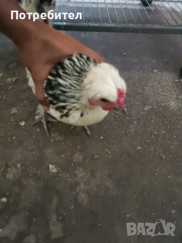 Пилета, кокошки и петли, снимка 4 - Кокошки и пуйки - 50967512