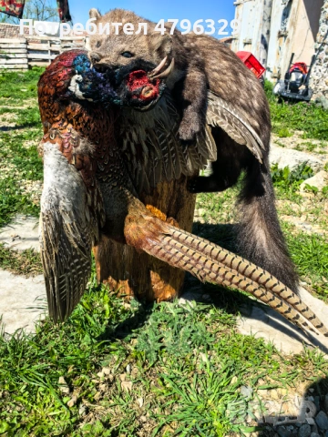 Препарирани животни