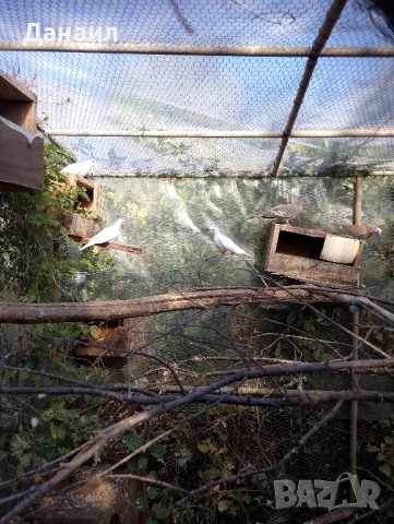 Сенегалски гугутки, снимка 9 - други­ - 51779307