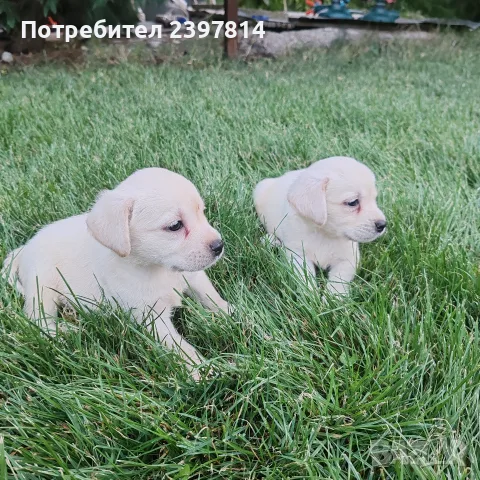 Лабрадор ретривър , снимка 11 - Лабрадор ретривър - 55743243